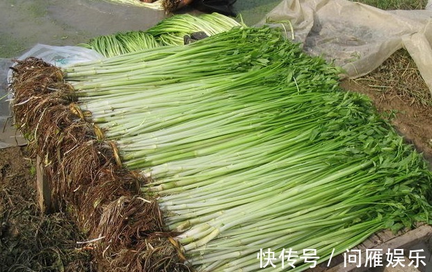 张湖德|以下5种天然的长寿菜,营养丰富,还能清热解毒、降三高