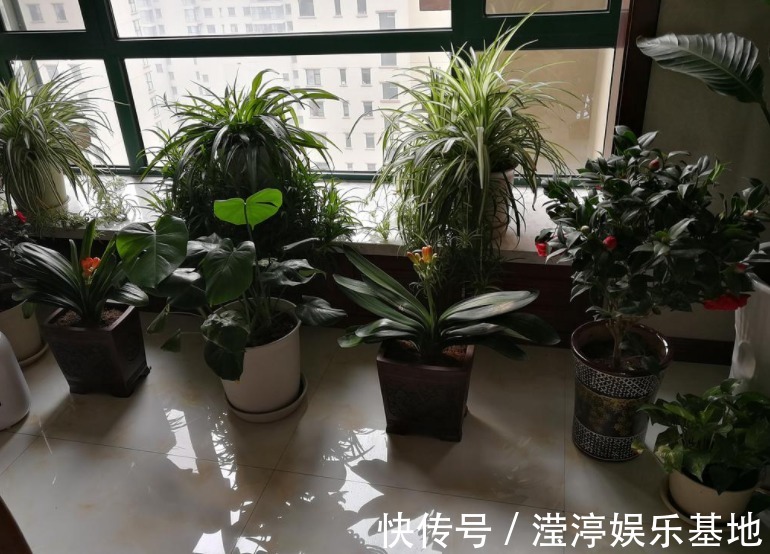 水溶液|天气转凉后，盆栽养花种草，早些慎用这1种水，才不黄叶烂根