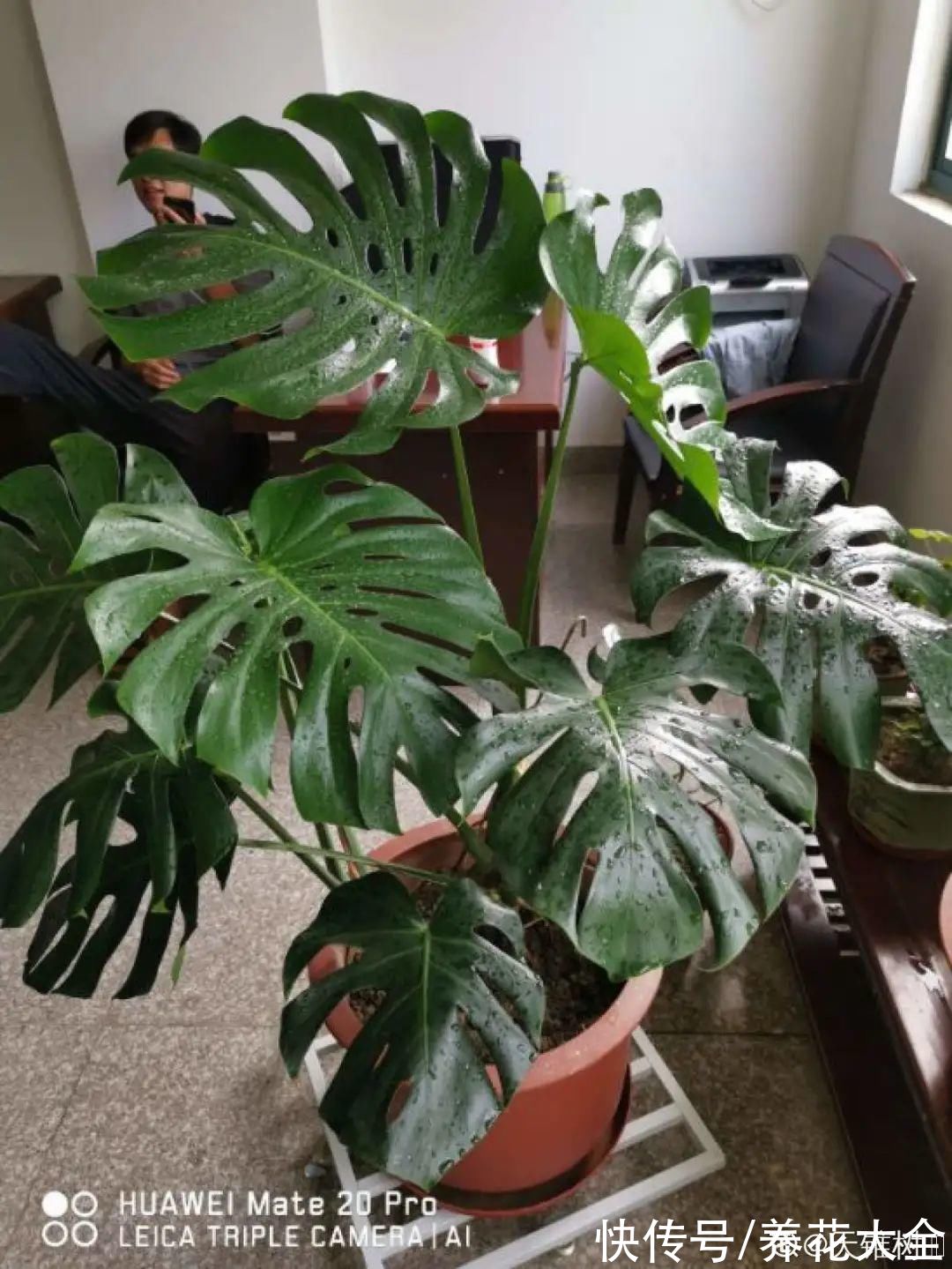 10种“怕晒花”，越晒死越快，半阴地儿反倒长得旺