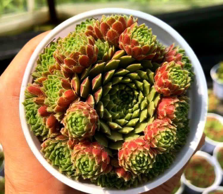 长生草属的多肉,简介紫牡丹、百惠、红勋花、草莓卷娟、观音莲