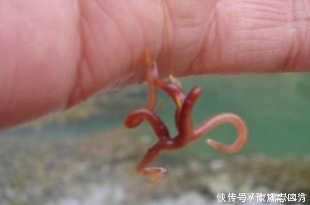 怪不得老钓手从不买饵,原来这3种东西才是大板鲫的最爱,服了