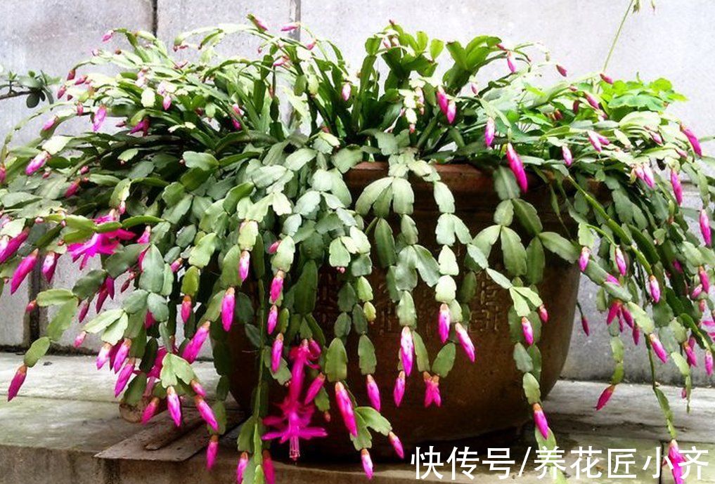 蟹爪兰长出满头花苞，预防掉落有“4不”，做好一次开爆盆