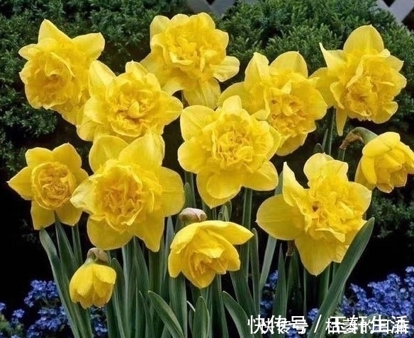 吉祥|喜鹊叫,好运到:富贵临门,日日财源顺意来,新的一年,吉祥高照