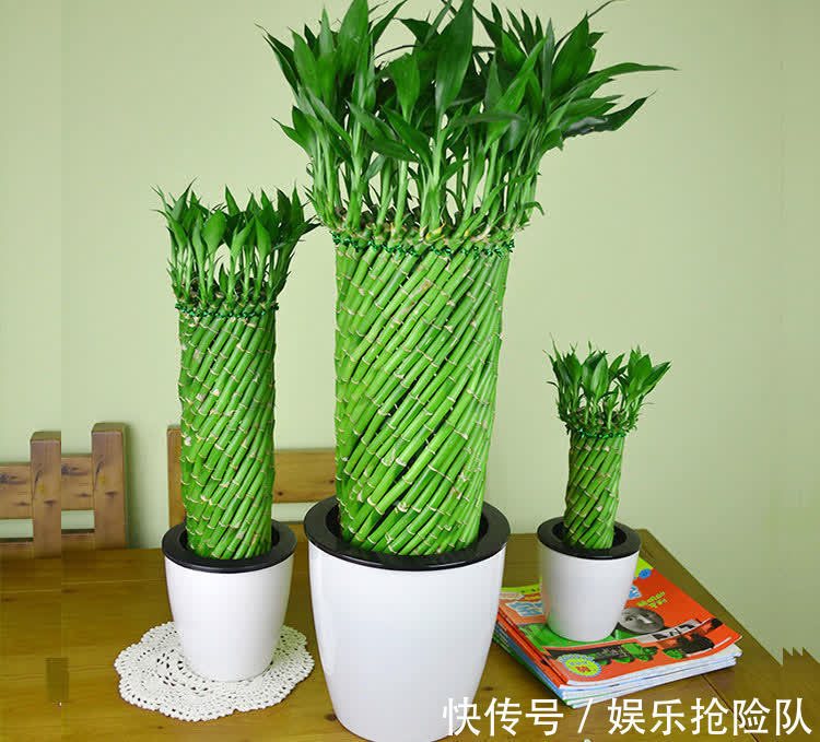 富贵竹|秋季养花选什么合适？这4种，搁置的地方合适轻松养好
