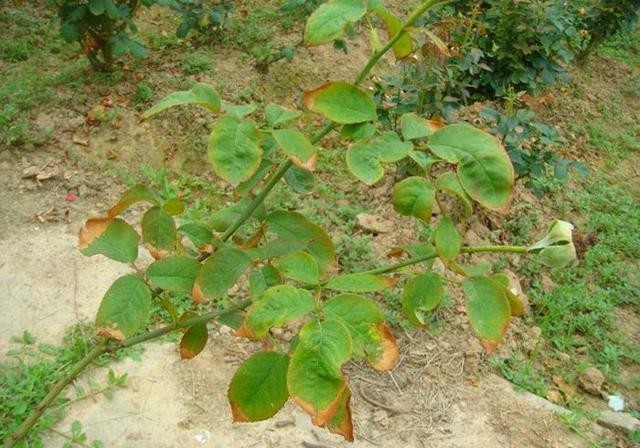 6种易遭真菌迫害的植物,有这几种花的,平时养护可得注意了!