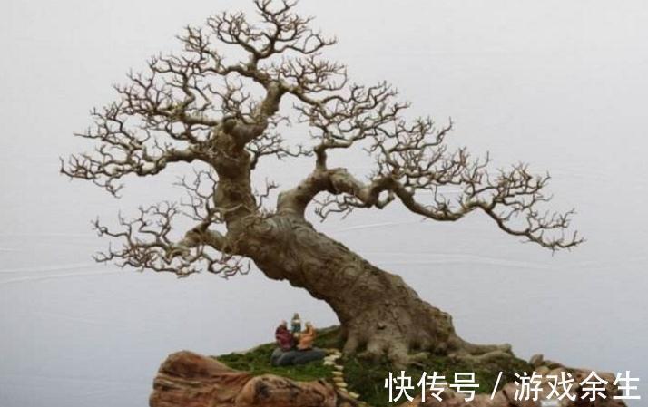 朴树|朴树肥水管理做好此几点,几个注意事项,枝繁叶绿