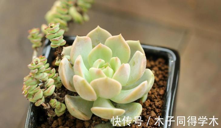 叶片|追求颜值、性价比,养多肉就选普货白牡丹,打理、扦插不费劲