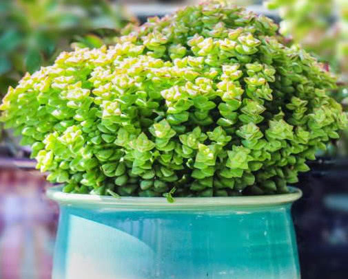 多肉小米星怎么养更旺盛教你3个小妙招，养出枝叶繁茂的小米星