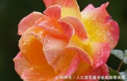 月月红|谁说懒人不能养花这三种既耐旱又耐晒,新手都能轻松养爆满盆