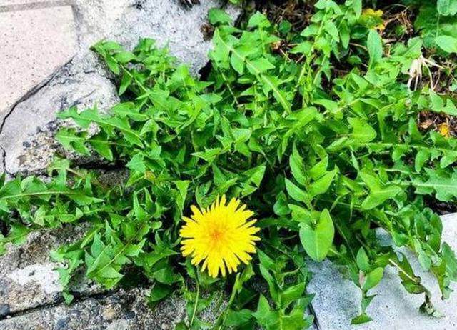 麻辣油|蒲公英是最好的“排毒草”,2种吃法最养人,快告诉家里人!
