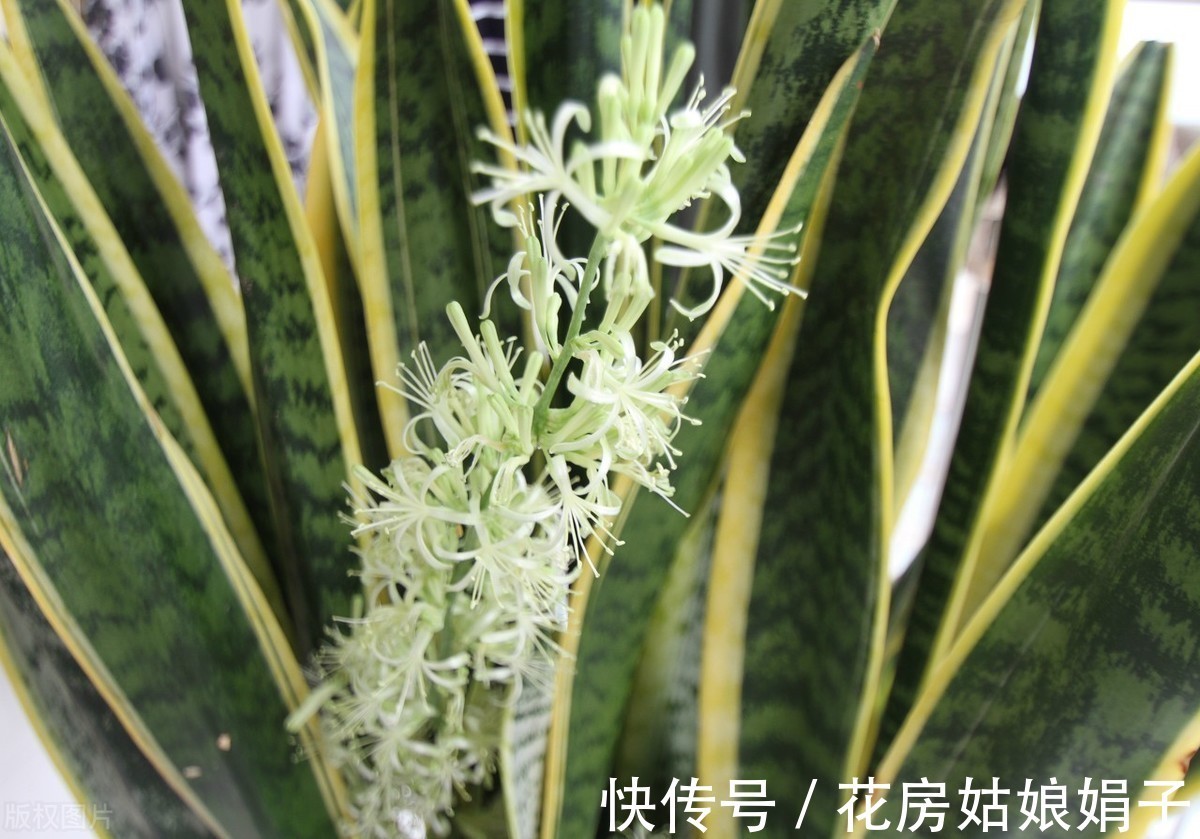 繁殖|老花匠养的虎皮兰叶厚芽多、颜色艳丽，只要做好6点，你也可以