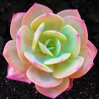 养多肉有3个阶段,幼苗期、生长期、老桩期,每个阶段方法都不同