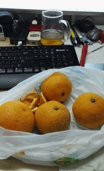 机肥|自制肥养月季,开了99朵,美到极致!