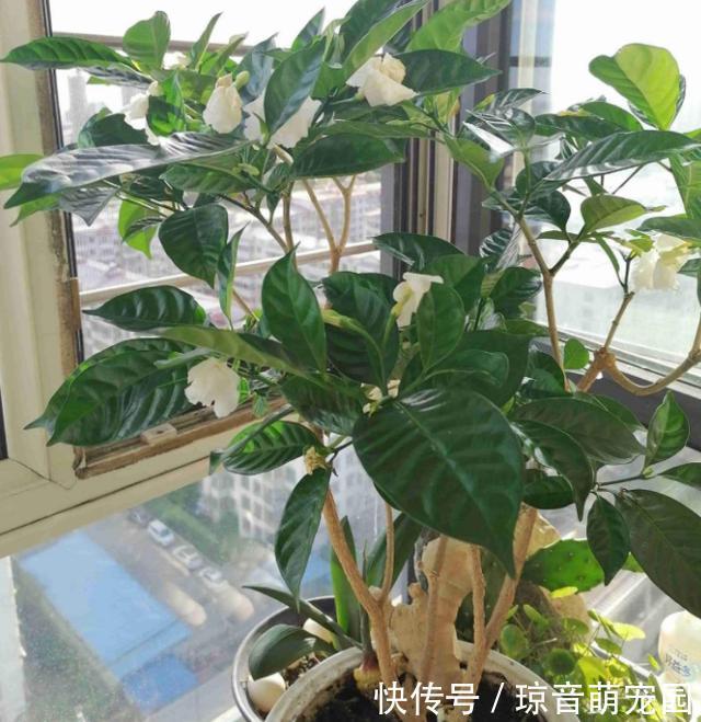 养花如何提升植物的抵抗力，减少病虫害用这2款调味品！