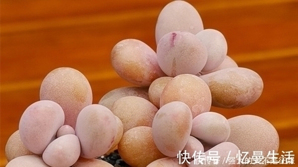 养多肉不用专门买肥料，3种废弃物简单处理，变成多肉最爱的养料