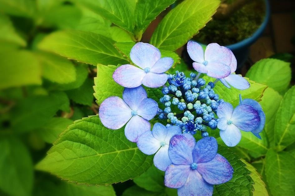 提醒:养绣球花,这些事情再不做,就晚了