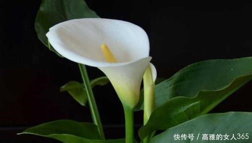 50种植物花语,不要再傻傻送错花了