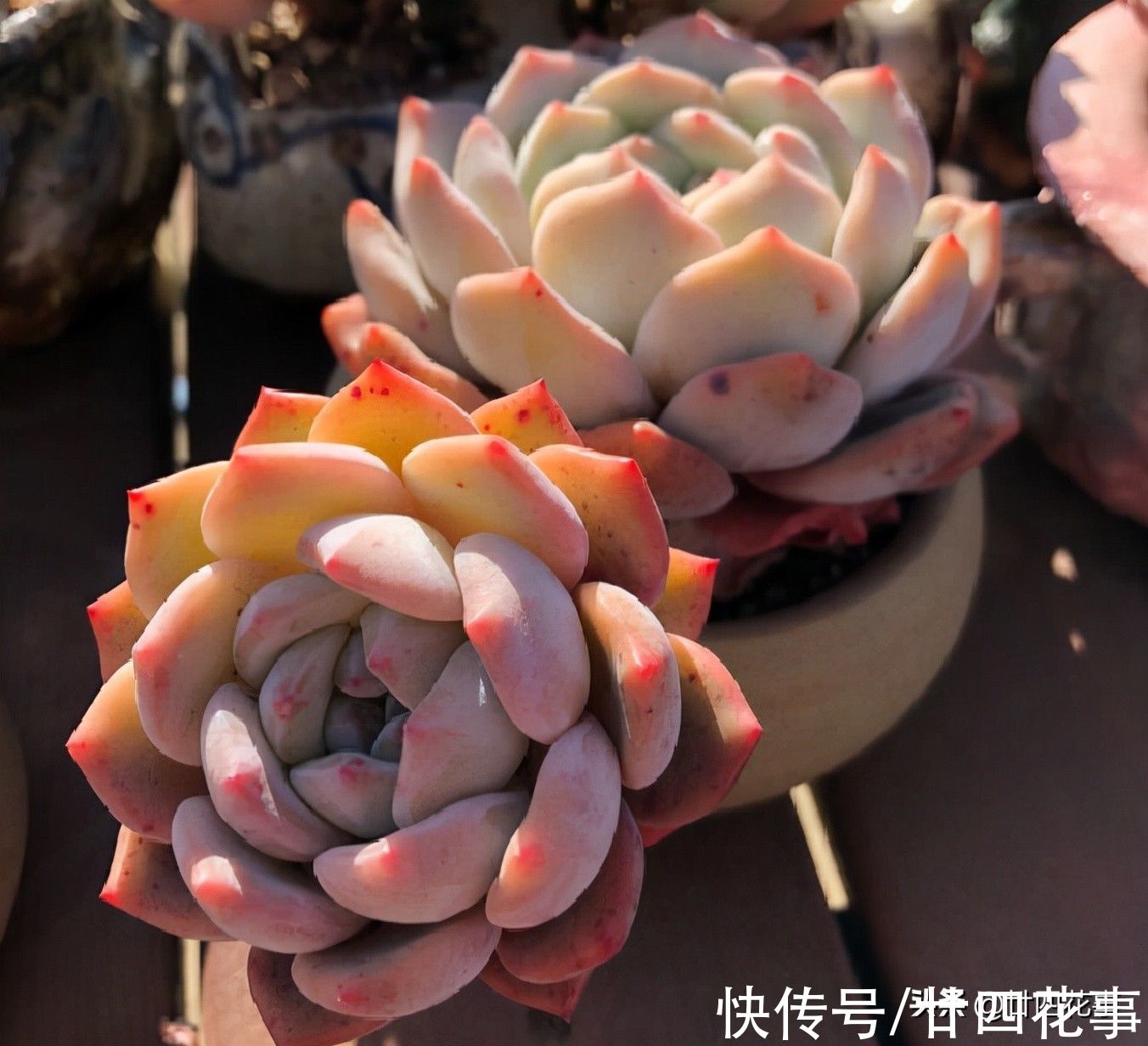 黛比|七款适合女生的多肉植物，便宜皮实好养护，易出状态颜值高