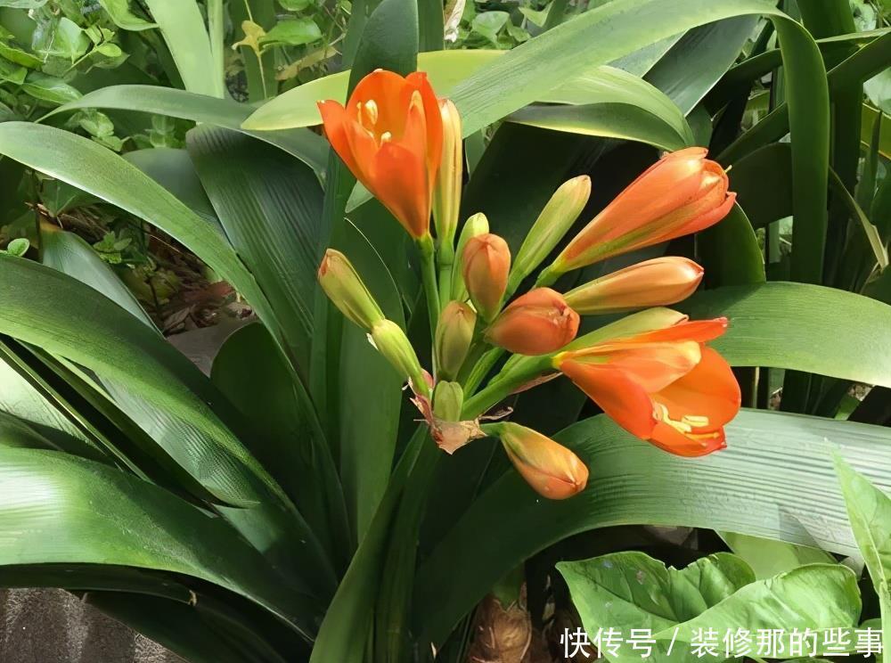 秋天|4种花6月开始“夏眠”,少浇水别施肥,睡饱了才能安全度夏