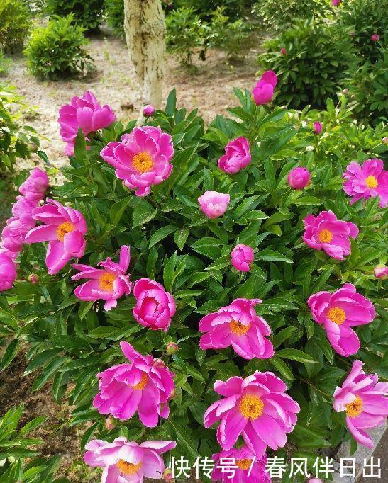 新手|“急性子”的4种花,买回家很快开花,适合新手养