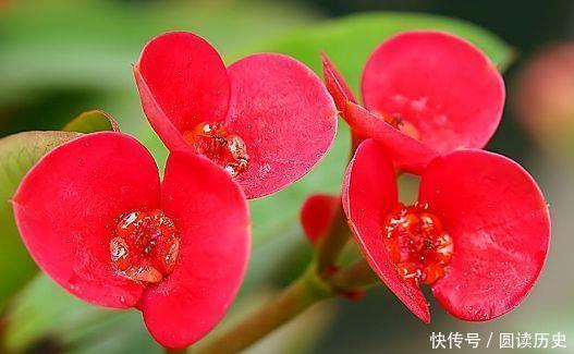 4种花号称贵族花,尊贵大气,开花时如梦如幻