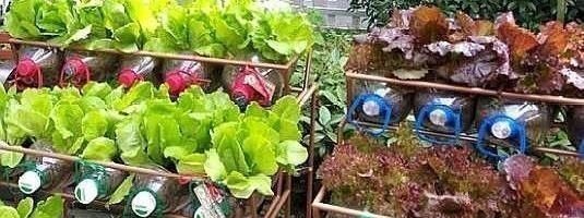 捡30个“空油桶”饮料瓶,这样种菜养花,家里都不用“买菜”了