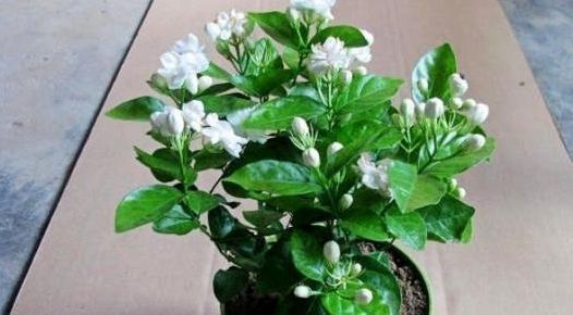 茉莉花要狠下心修剪,花才能越开越大不要舍不得