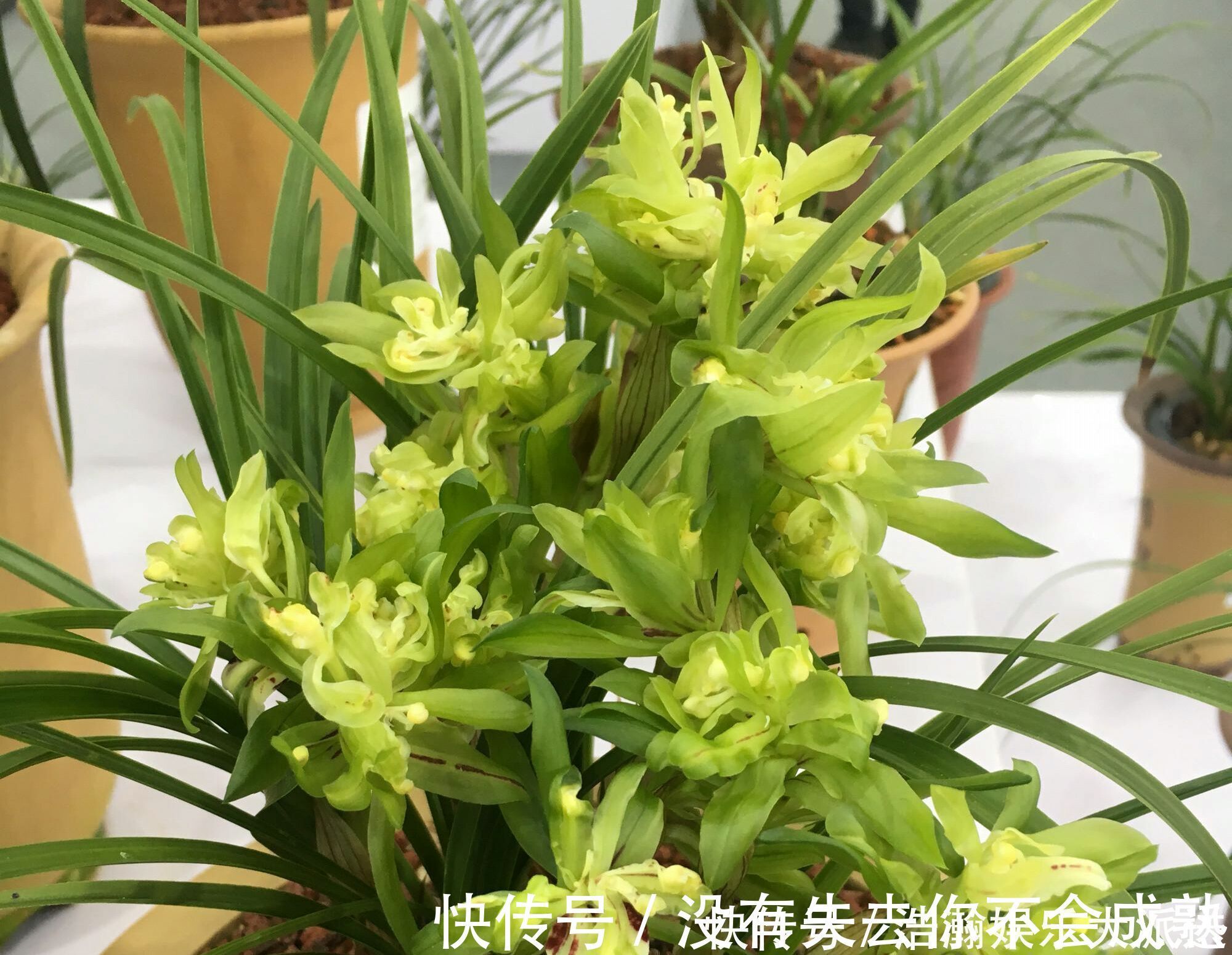 养护|兰花植株根系腐烂而没有根了还能长出来吗兰花新苗上盆焦尖咋办
