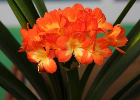 6月养君子兰，别忙着“浇水”，盆里扔“一豆”，花儿呼呼爆不停