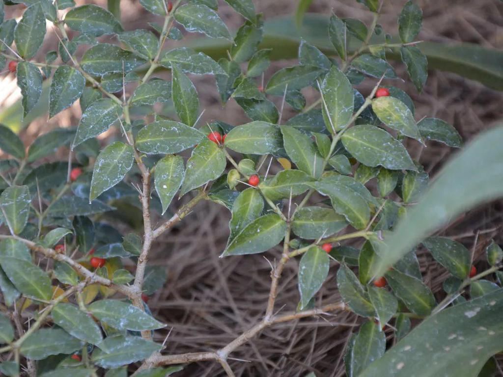 俗称“绣花针”，很多人的童年阴影，殊不知根部珍贵，尽量少挖