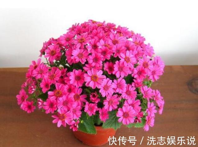 家中有阳台就养3种花,盆栽好养又漂亮,一年四季花开不断