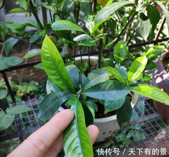 修剪|栀子花养了好几年,就是不开花,4个错误,看你占几个