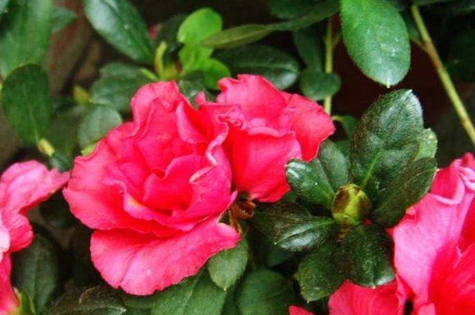 4种花便宜又好养,10元2盆,天天赏花,层层交叠,烂漫迷人眼