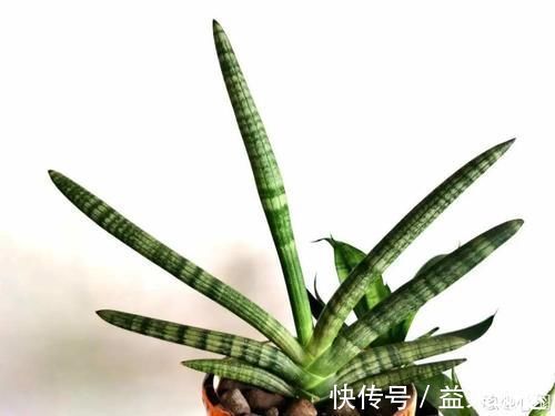 君子兰|低于5度,6种花一整个冬天不浇水,也能照样活!