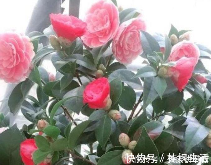 仙客来|自带“福运”的3种花，开花漂亮财运来，枝头窜满花苞，美