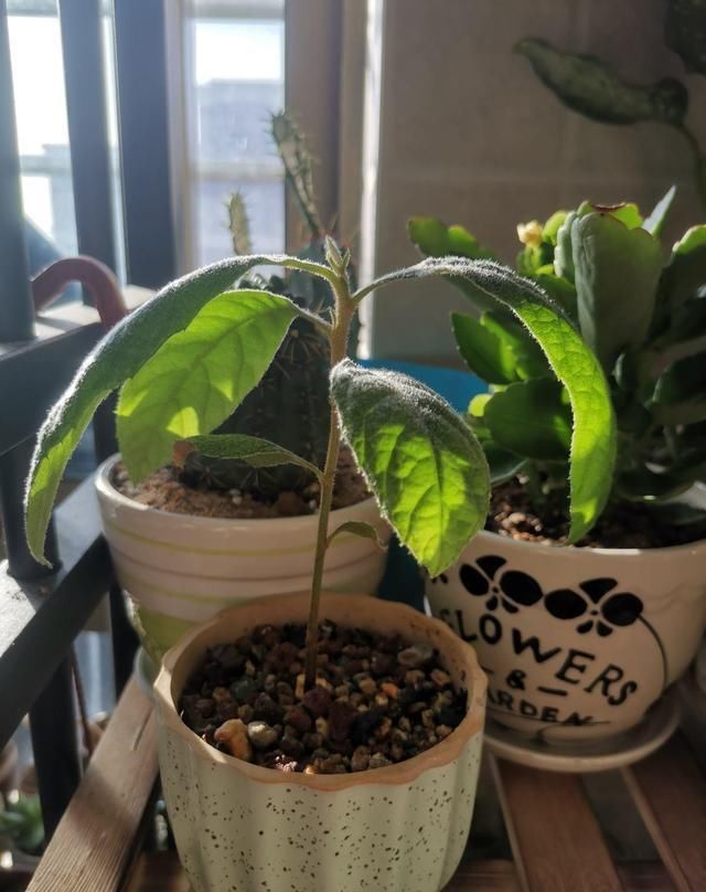 果肉|枇杷好吃又养生,里面的核埋土里,几天就发芽成苗