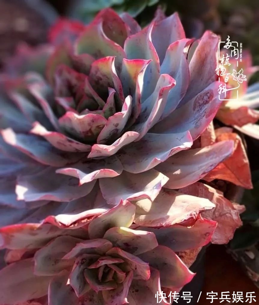 多肉植物|养多肉三年多九万里悟道,终归诗酒田园!