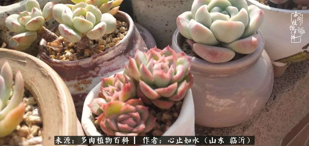 养多肉不只是说说而已,只要肯用心,它们绝对不会辜负你!