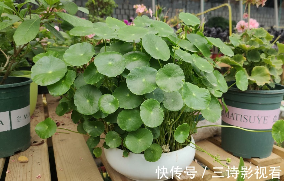 铜钱草|不要再说自己不会养花了！6种花“沾土就活”，越养越有成就感