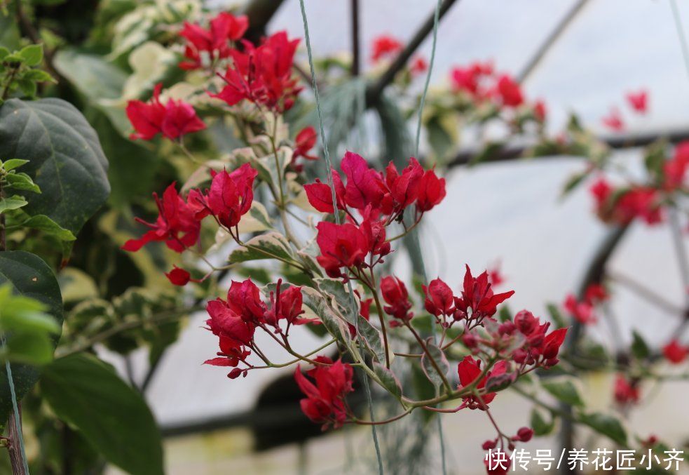 养花人都有的“迷惑行为”,只有爱花之人才懂,快看看你中了几条