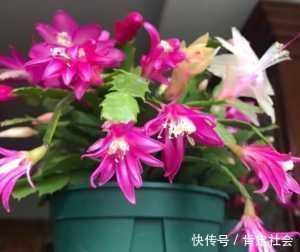 施肥|夏天养“蟹爪兰”4秘诀,叶片肥厚蹭蹭长,到了秋季就开花,管用