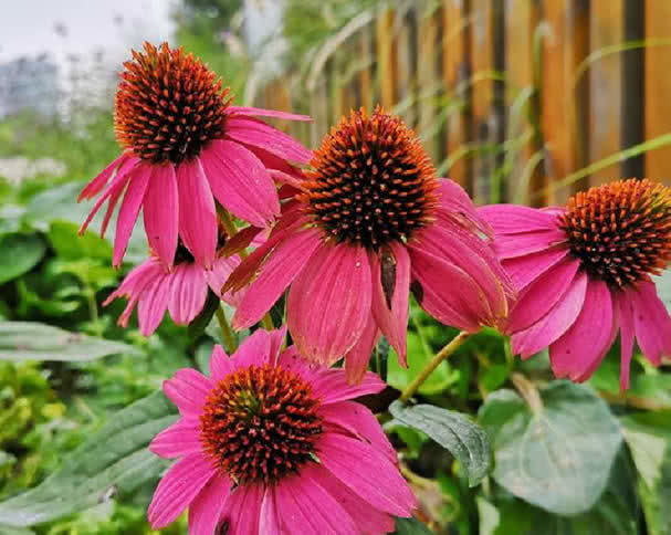 它是“大花王”，开花如盆，花色美艳，养护简单，值得养一盆！