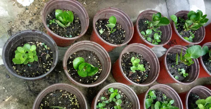 穷养|这6种花就要穷养,不花钱不用管,个个肥得流油