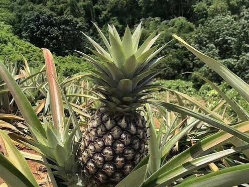 到西双版纳，这些热带水果没吃就白来了