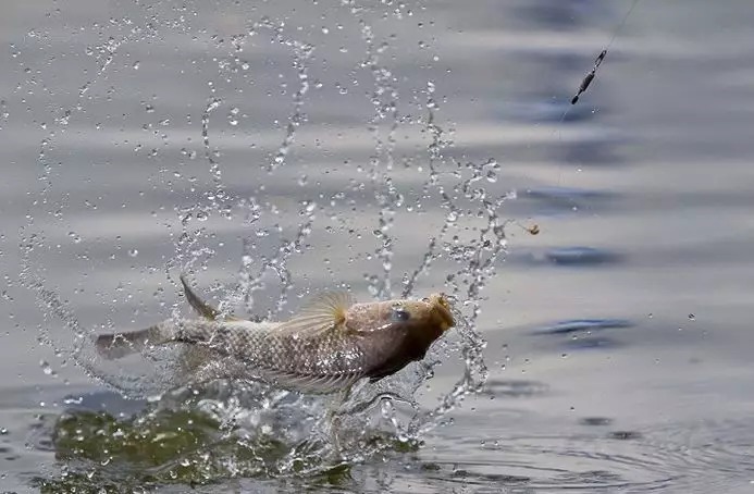 冬季钓鱼鱼口轻,试试这样调漂,轻松解决弱口鱼!