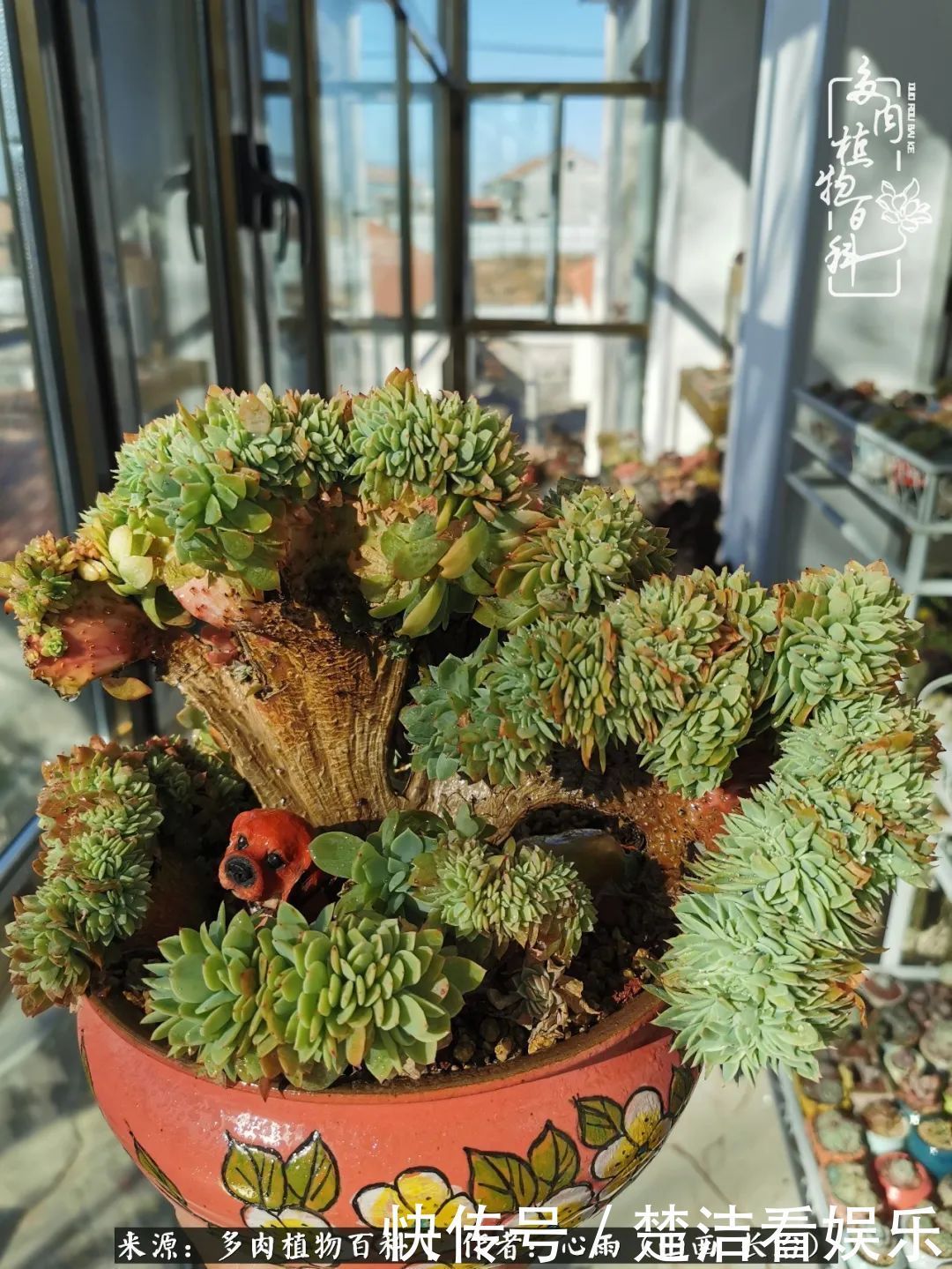 三色堇|懂得珍惜的人,才值得拥有更多美好的事物!养多肉也是如此!