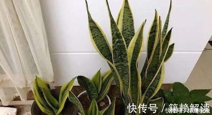 营养物质|厨房这些东西用来养虎皮兰，很快长出侧芽一盆变几盆，省钱又方便