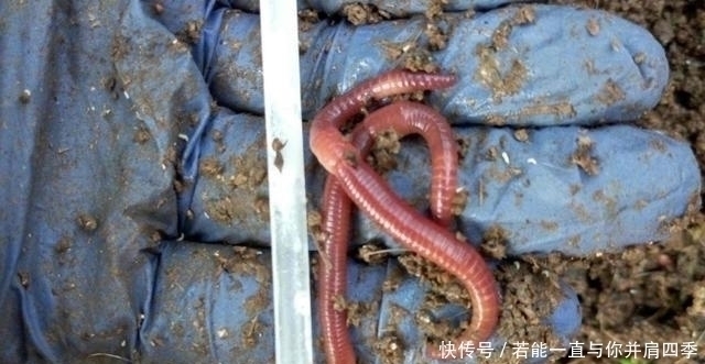 诱惑力|蚯蚓“万能”饵,只需按我说的用,不吹不黑,钓上的鲫鱼都很大