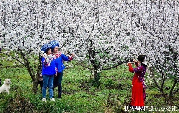 老年|镇宁县永和村：春有约，只“樱”有你