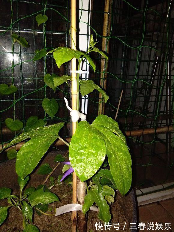这种水果太好养,1粒种子就能爬满阳台,年年都有水果吃!